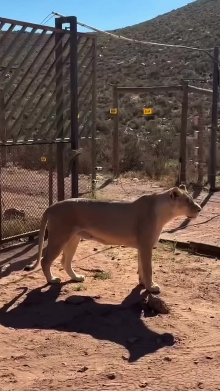 A lioness at a South African game reserve